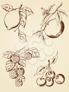 set of vector hand drawn  berries and fruits  in retro style