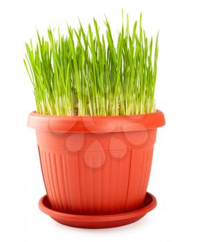 red flowerpot with green grass isolated on a white background