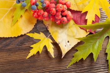 Autumn background with yellow leaves and rowan berries.