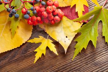 Autumn background with falling yellow leaves and rowan berries.