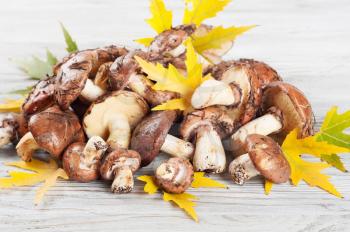 Edible wild mushrooms on a wooden background. Forest mushrooms and yellow leaves.