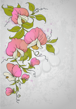 Vector vintage floral  background with sweet pea 