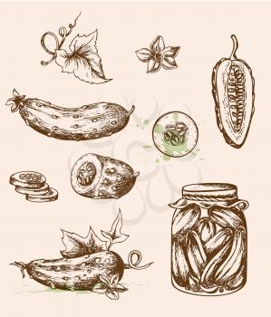Set of vector vintage hand drawn cucumbers