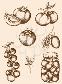 Set of vector vintage hand drawn tomatoes