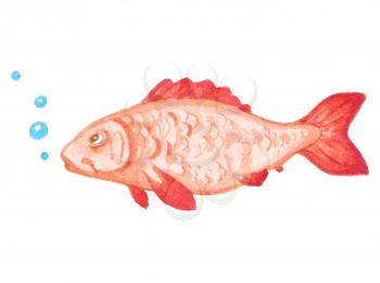Hand drawn decorative watercolor red aquarium fish