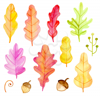 Set of vector watercolor oak leaves and acorns on a white background. Hand drawn botanical autumn design elements. 