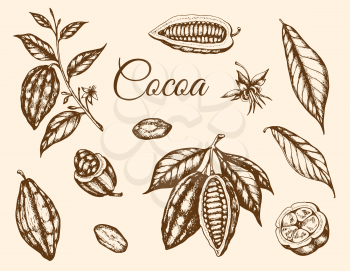 Set of vector hand drawn cocoa plants and cocoa beans. Vintage style illustration