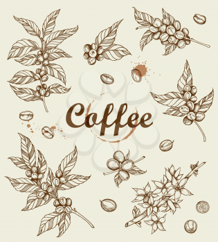 Hand drawn vector coffee plant and coffee beans. Vintage style.