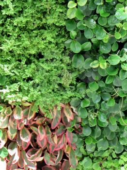 Colourful leaves wall background on sunny day