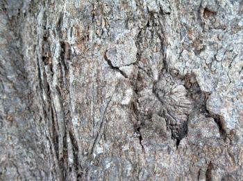 Tree Trunk Bark, abstract grunge background