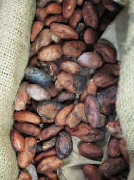 Raw roasted cocoa beans background