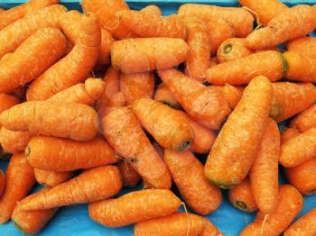 fresh carrots at the market