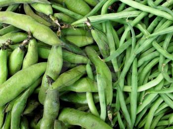 Fresh green bean species