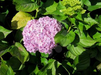 Colorful Hydrangea flowers at the garden