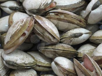 Raw clams