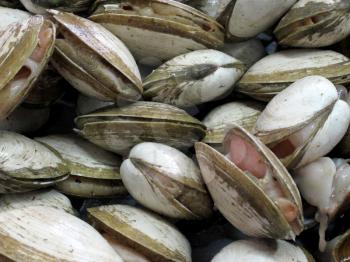 Raw clams