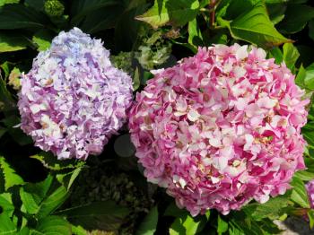 Colorful Hydrangea flowers at the garden