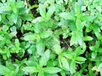 mint plant grow at vegetable garden