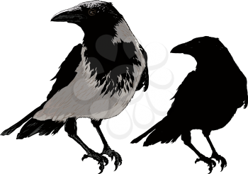 Seated black raven image detail and silhouette isolated on white background