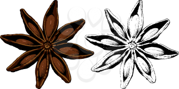ripe fruit spice star anise and black color isolated on white background