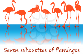 Several silhouettes of pink flamingos in various poses standing in blue water