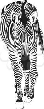 Consisting of black strips Zebra is slowly stepping forward