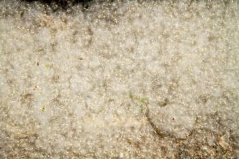 allergenic spring seeds of poplar fluff lying on the ground