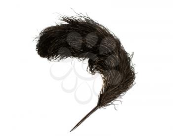 Large black elegant ostrich feather isolated on white background