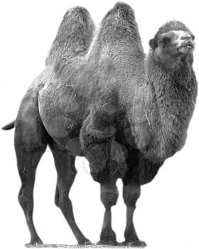 Royalty Free Black and White Photo of a Bactrian Camel