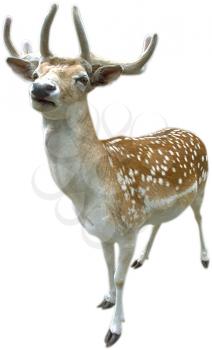 Royalty Free Photo of a Deer