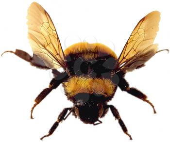 Royalty Free Photo of a Bumblebee