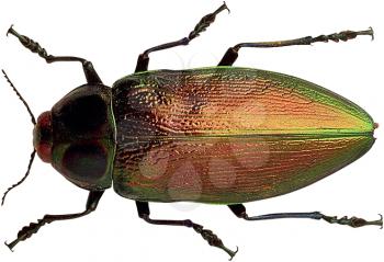 Royalty Free Photo of a Beetle
