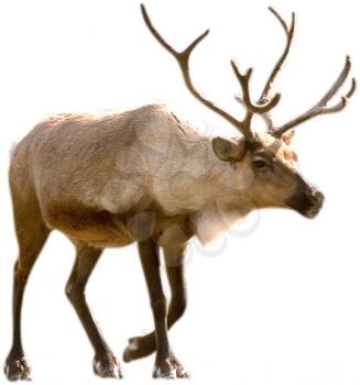 Royalty Free Photo of a Caribou