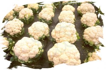 Royalty Free Photo of Heads of Cauliflower