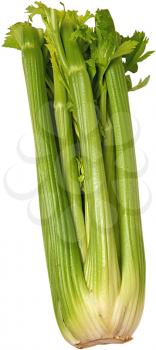 Royalty Free Photo of a Stalk of Celery