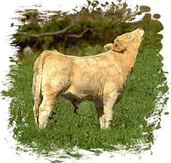 Royalty Free Photo of a White Bull Calf in the Pasture