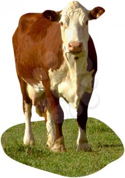 Royalty Free Photo of a Jersey Cow