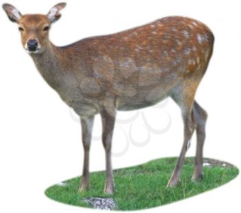 Deer Photo Object