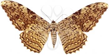 Moth Photo Object