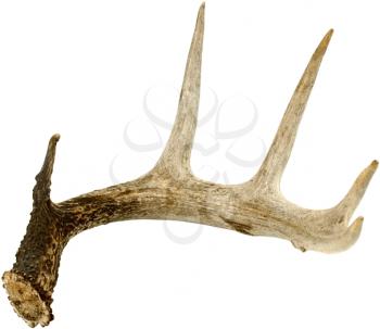 Antler Photo Object