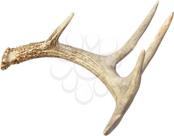 Antler Photo Object
