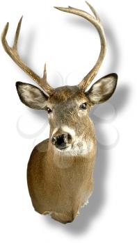 Deer Photo Object