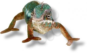 Lizard Photo Object