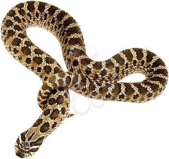 Snake Photo Object