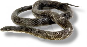 Snake Photo Object