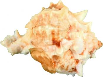 Conch Photo Object
