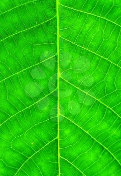 Macro background shot of green walnut leaf.