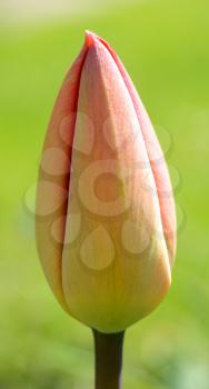 Macro shoot of spring tulip bud.