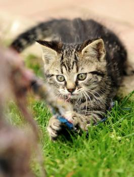 Gray little kitten is playing at garden.