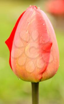 Macro shoot of small red tulip bud.